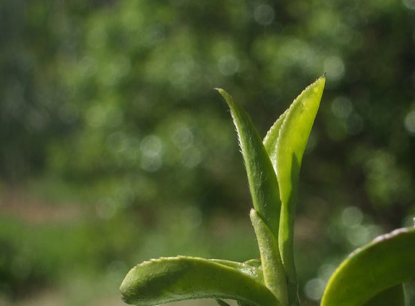 organic green tea hair grown in tauranga new zealand