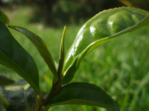 organic camellia tea plant new zealand
