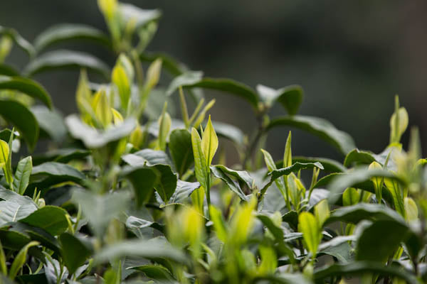 fresh tender spring leaves