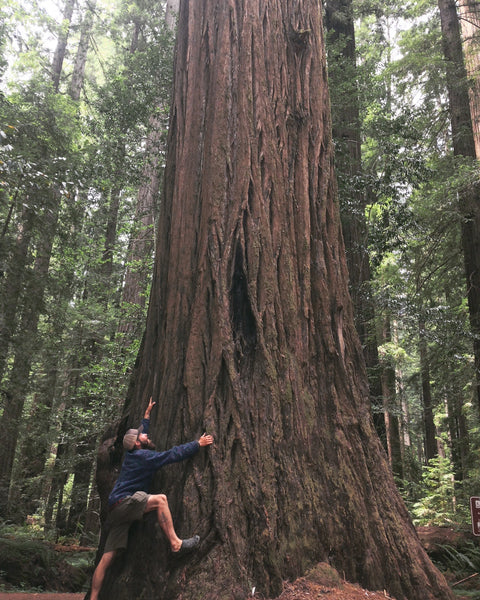 Among the mighty Redwoods, California, 2017