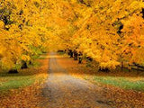 Fall