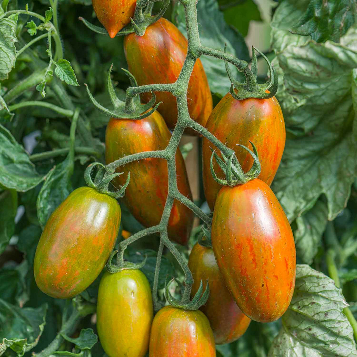 Buy Tomato Bronze 3 Online | Marshalls – Marshalls Garden