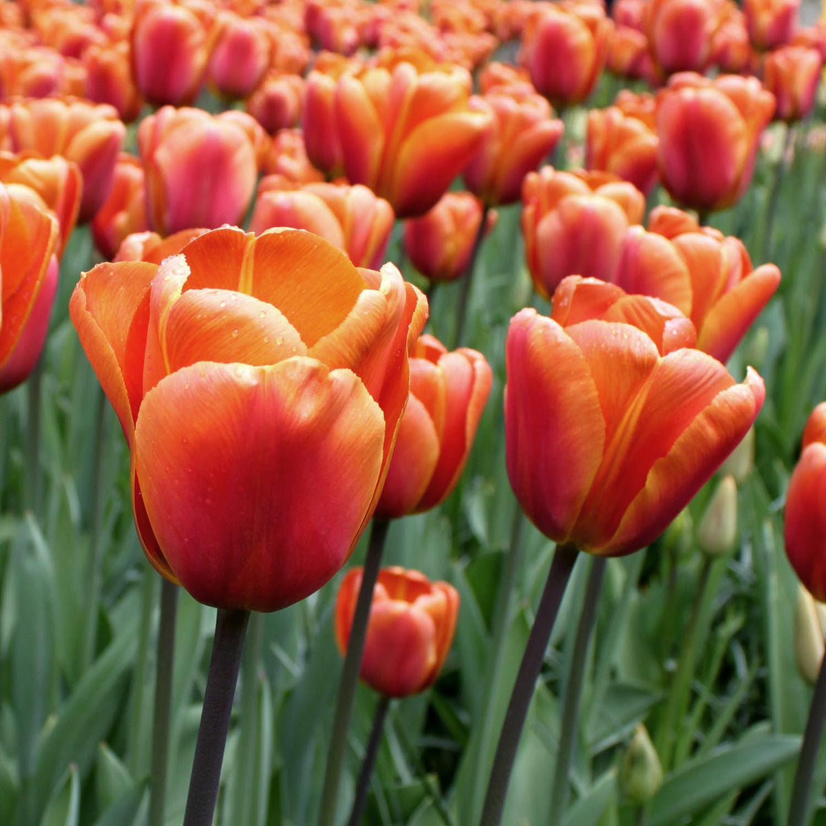 Buy Tulip Brown Sugar - Tulip Bulbs online | Marshalls