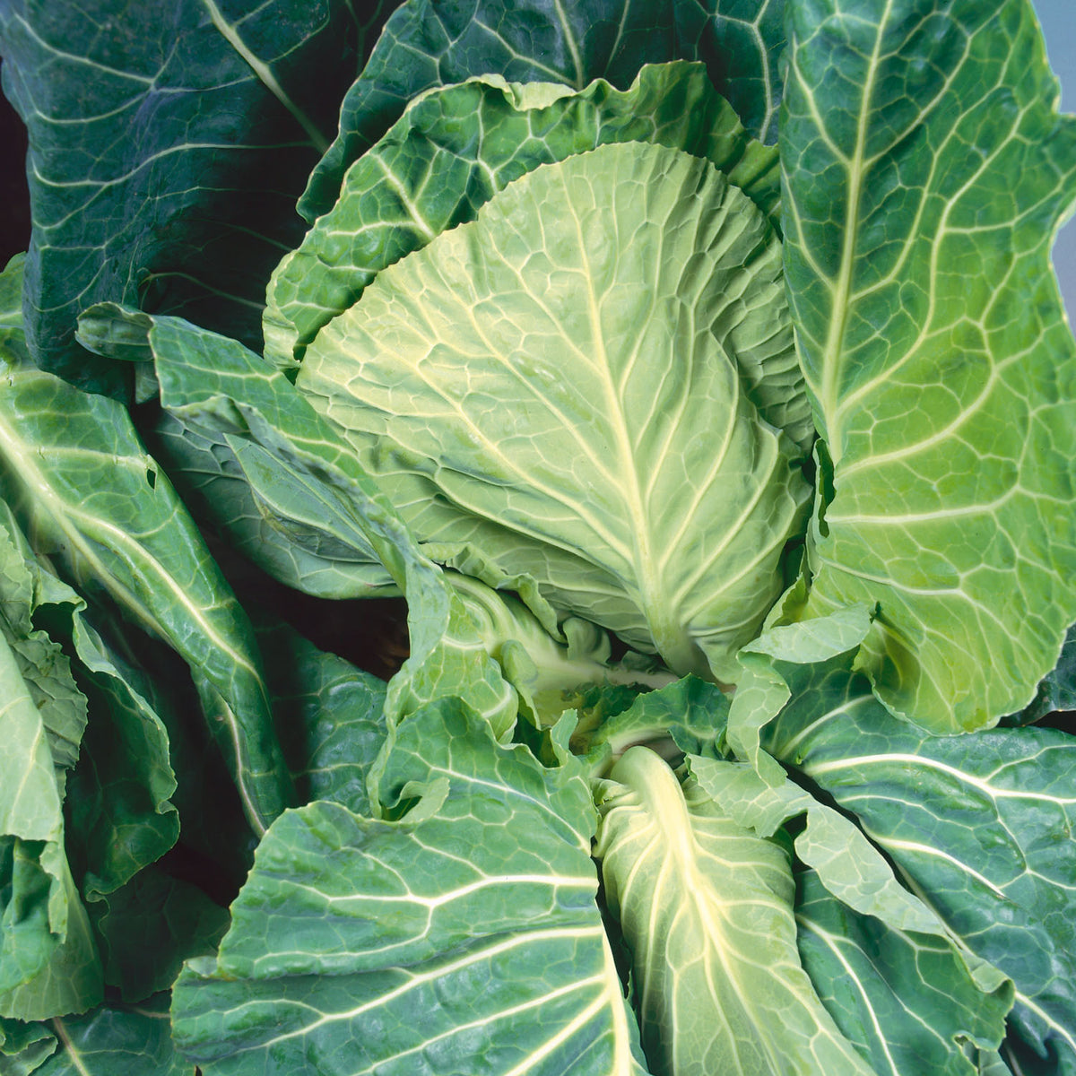 Dutchman Cabbage 50 Seeds Vegetable 