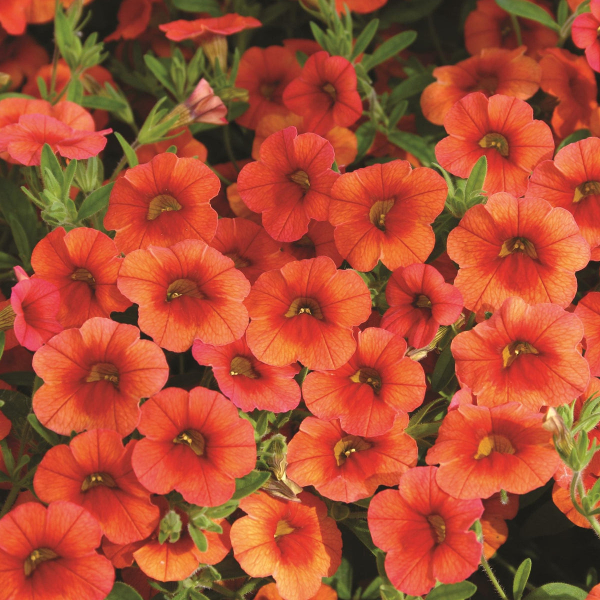 calita calibrachoa orange