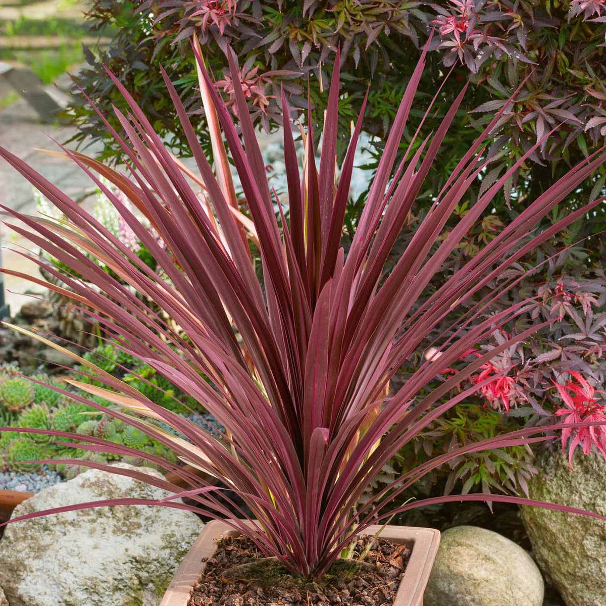 Semi Hardy Cordyline australis Palm Garden Outdoor Evergreen Plant in 9cm Pot