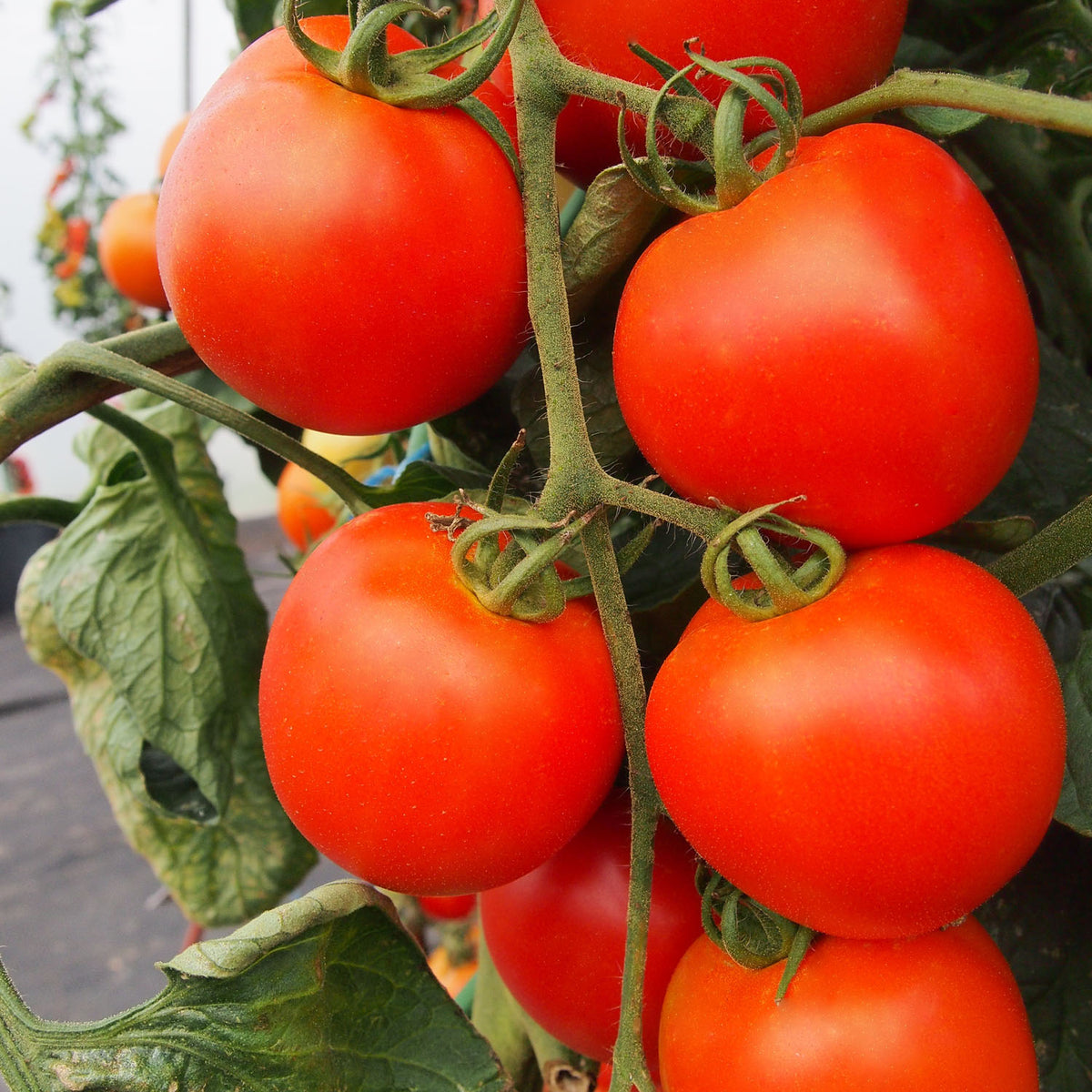 Buy Tomato Akron F1 Seeds Online Marshalls