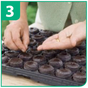 Seed Sowing Guide For Jiffy Pellets - Step 3