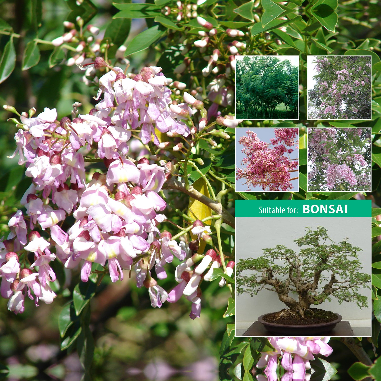 gliricidia mexican pink lilac tree seeds