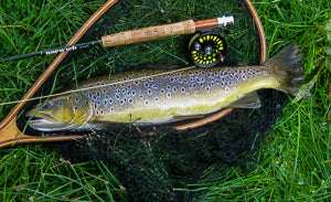 Lune in July last year on a size 14, the trout was 25.5 inches and approx 6.5lb