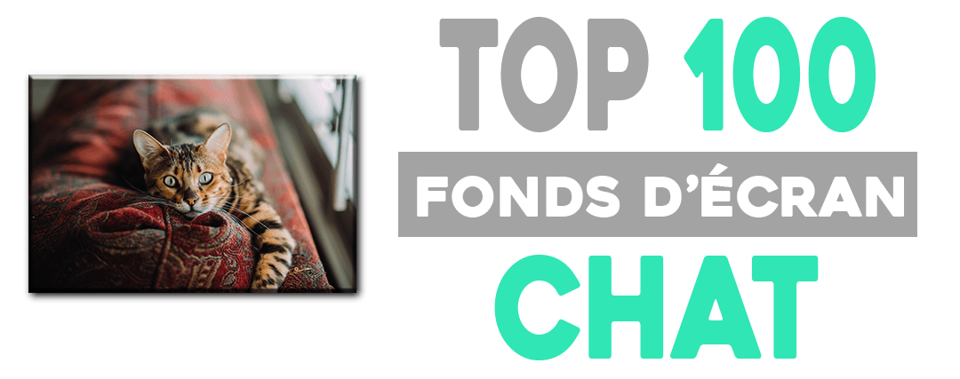 Top 100 Des Fonds D Ecran Chat Tout Chat Tout