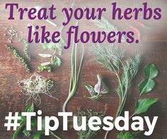 Treat Your Herbs Like Flowers