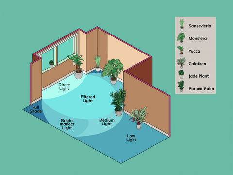 Houseplant light requirements