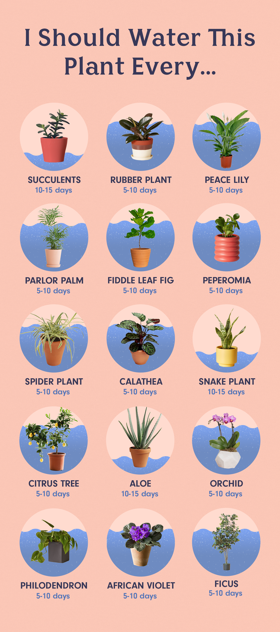 How ofter should i water houseplant