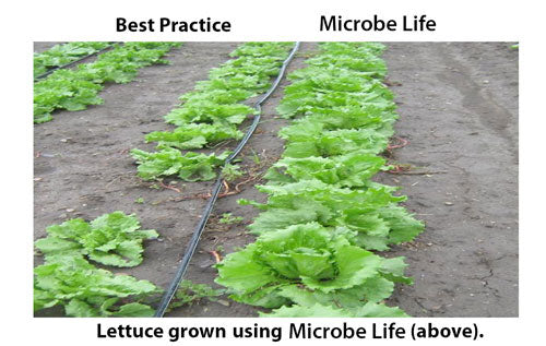 MicrobeLife Comparison 