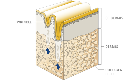 skin collagen digaram verisol 