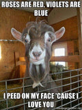 Goat rut meme breeding season