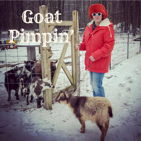 Goat breeding time buck in rut