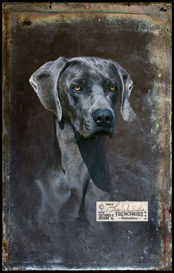 Blue Weimaraner photographic portrait using a grunge texture.