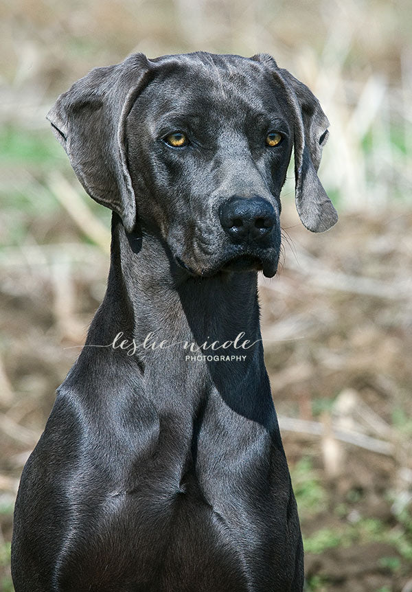 Photographic portrait of a Blue Weimaraner by Leslie Nicole.