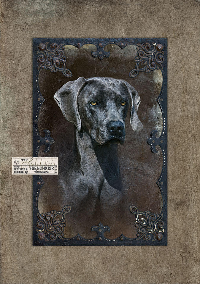 Blue Weimaraner portrait using textures and frame by Leslie Nicole.