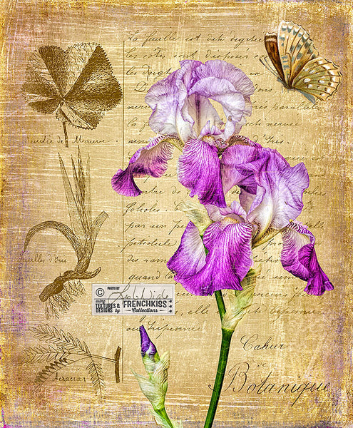 Botanical inspired iris image using a texture and vintage French overlay.