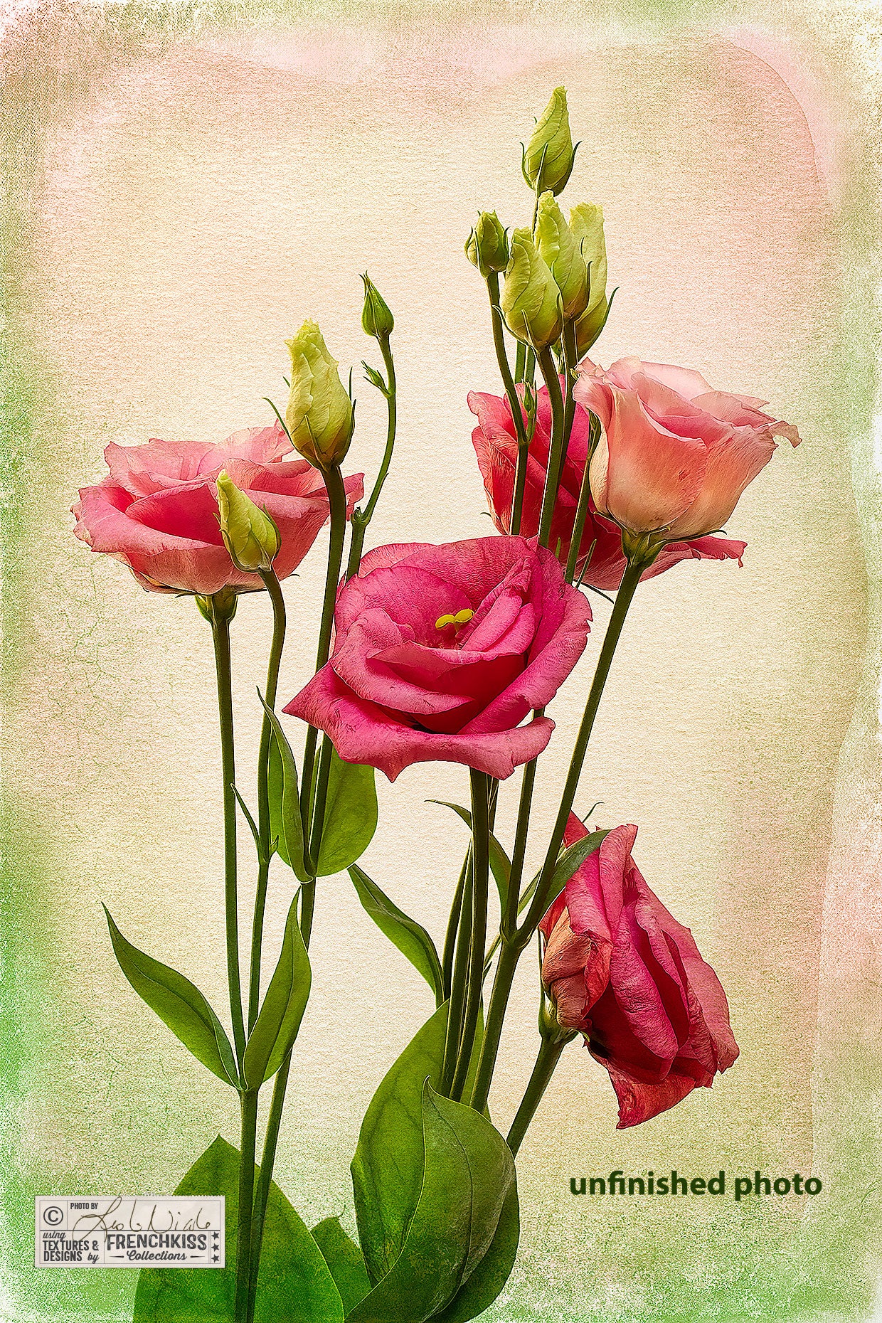 Round 1 edits for this Lisianthus flowers photograph with textures and filters.