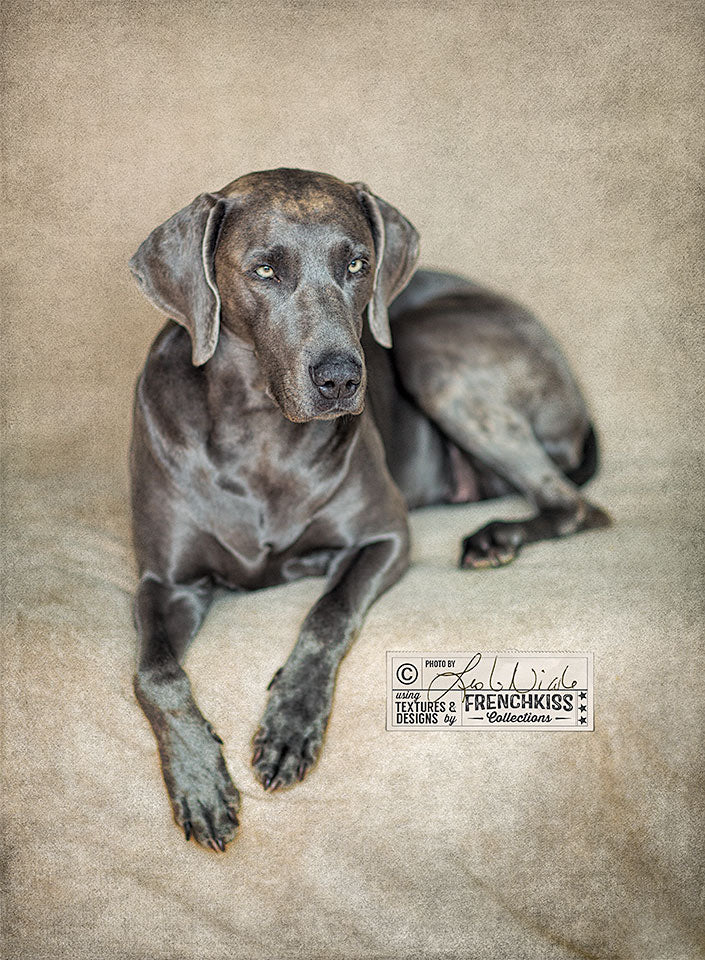 Textured portrait of a Blue Weimaraner by Leslie Nicole