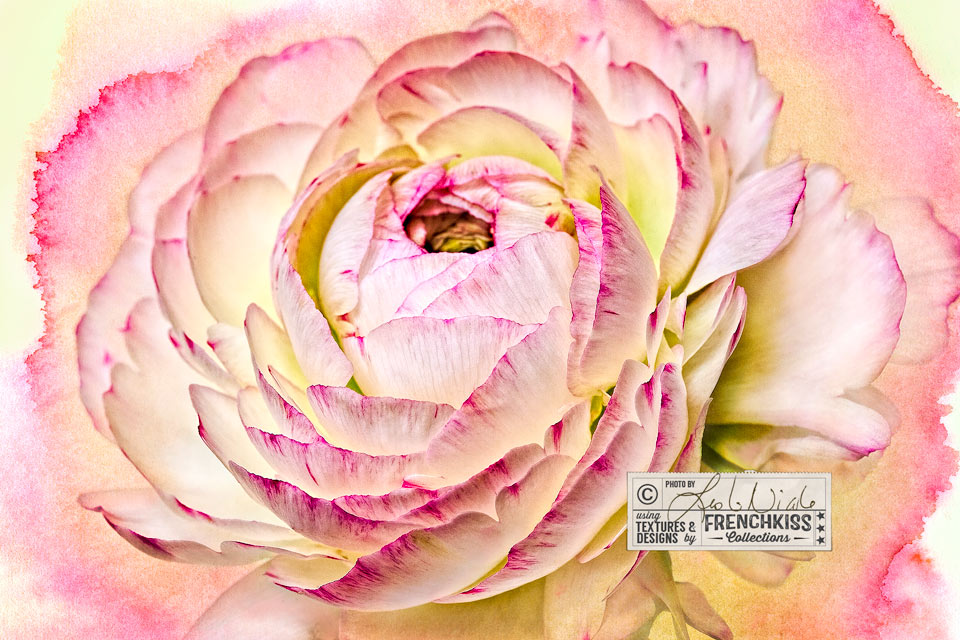 Ranunculus flower photograph with watercolor texture by Leslie Nicole.