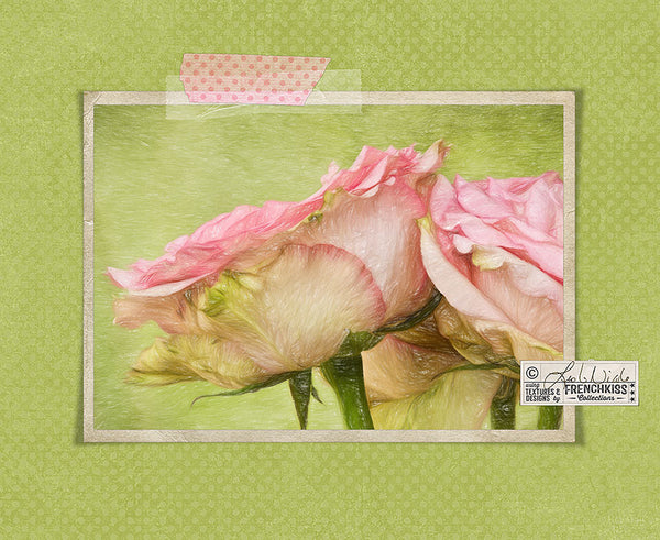 Rose photograph by Leslie Nicole with a simple texture and frame.