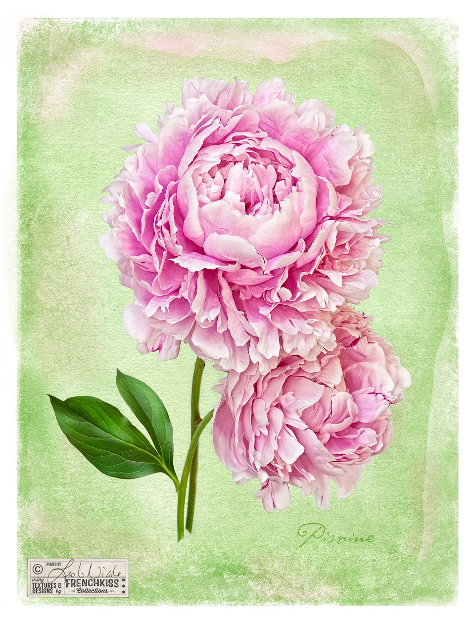 Botanical style peony photograph with a watercolor texture by Leslie Nicole.