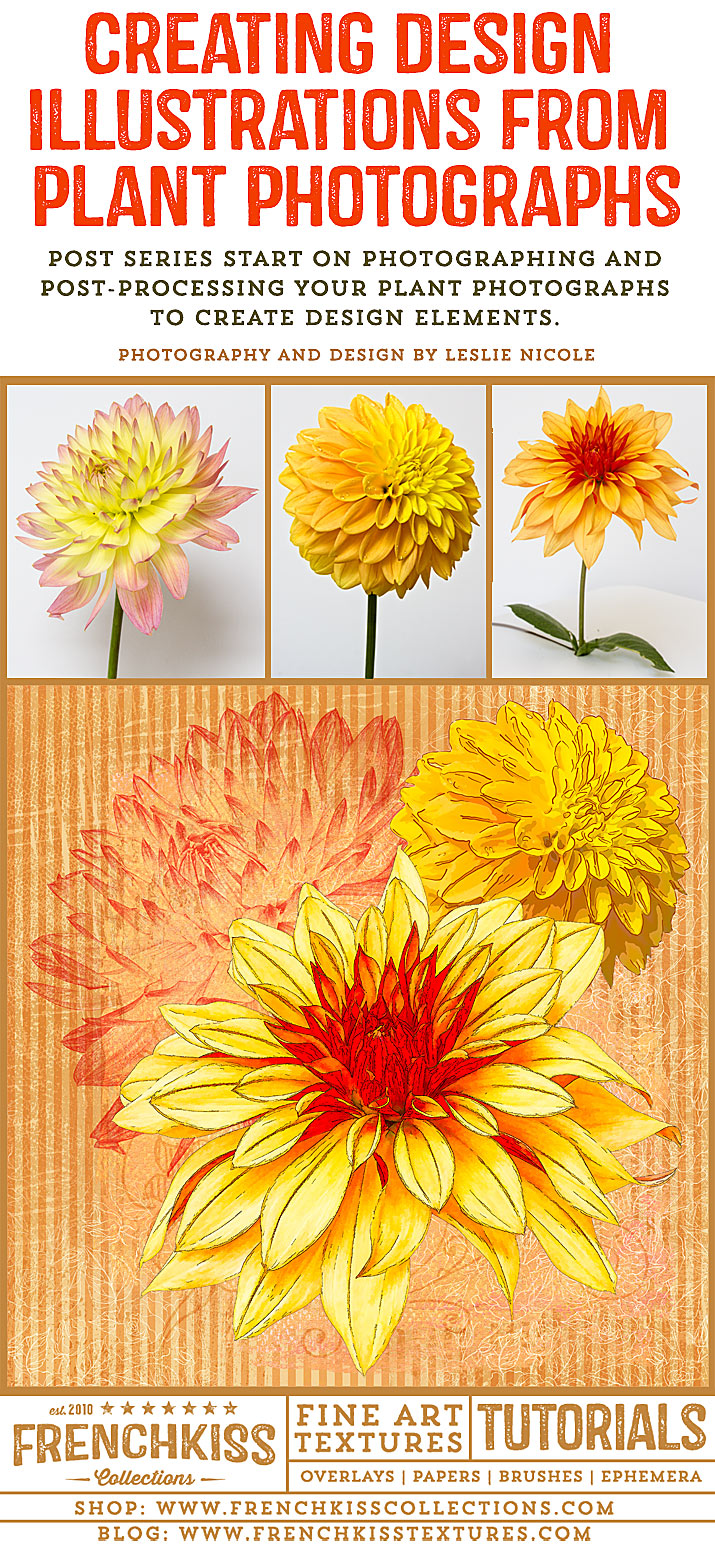 Creating design illustrations from your plant photographs.