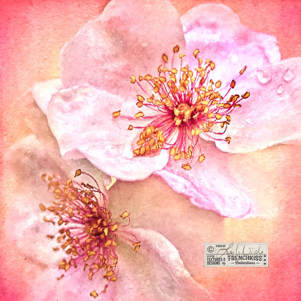 Rose Impression photograph using a watercolor texture and Topaz Labs Impression.