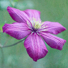 Textured clematis photograph by Connie Mason Etter.