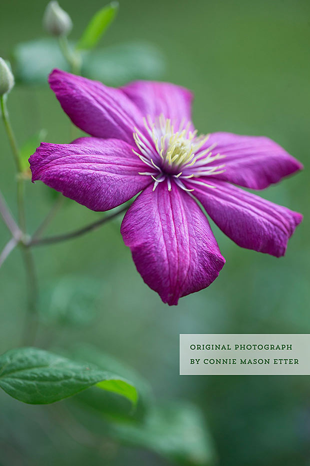 Photograph of a purple clematis by Connie Mason Etter.
