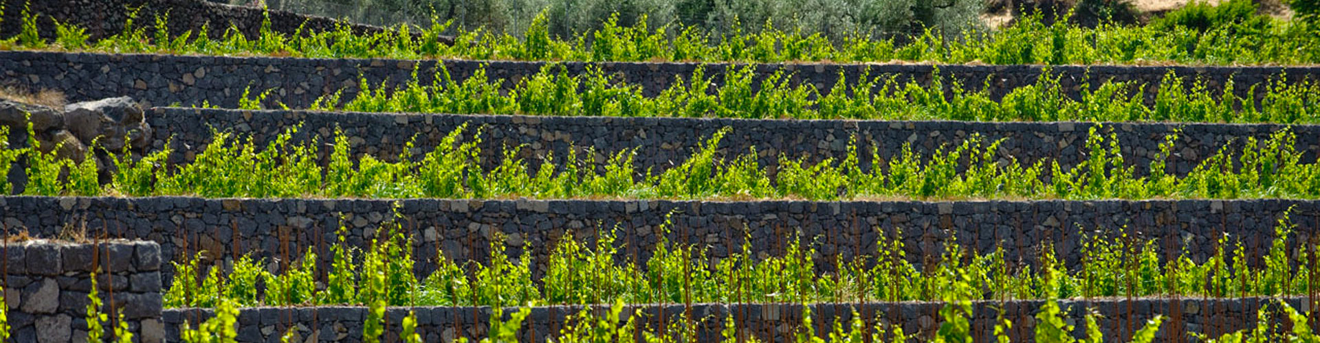 Pietradolce Vineyards Mount Etna