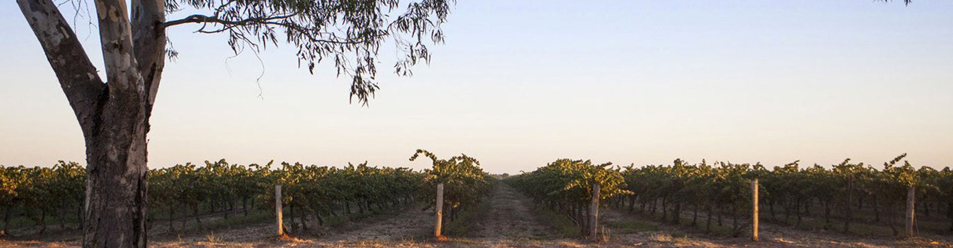 McWilliam's Vineyards Hanwood New South Wales