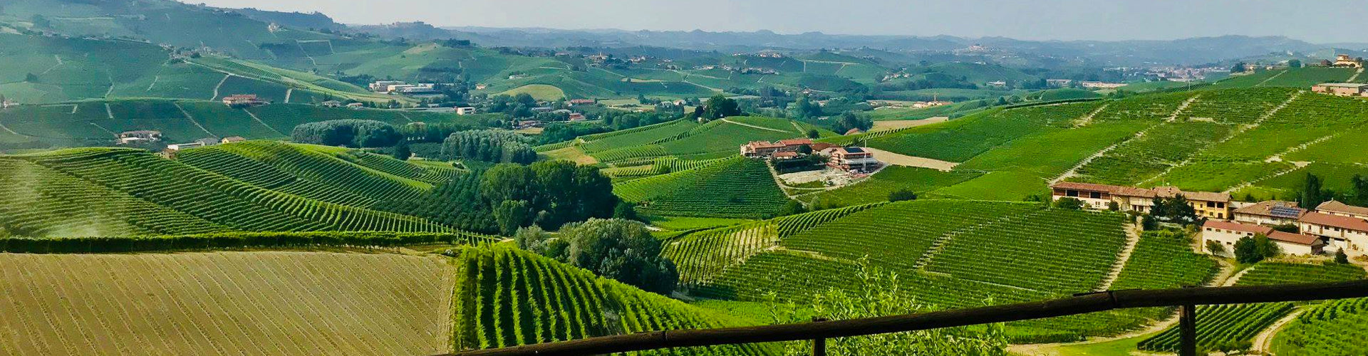 View over Giacomo Fenocchio Vineyards in Monforte d'Alba