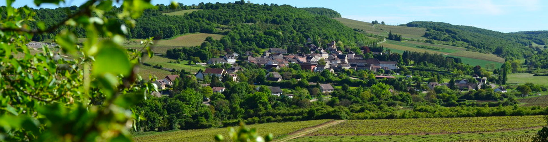 Domaine de Villaine Bouzeron Vineyards