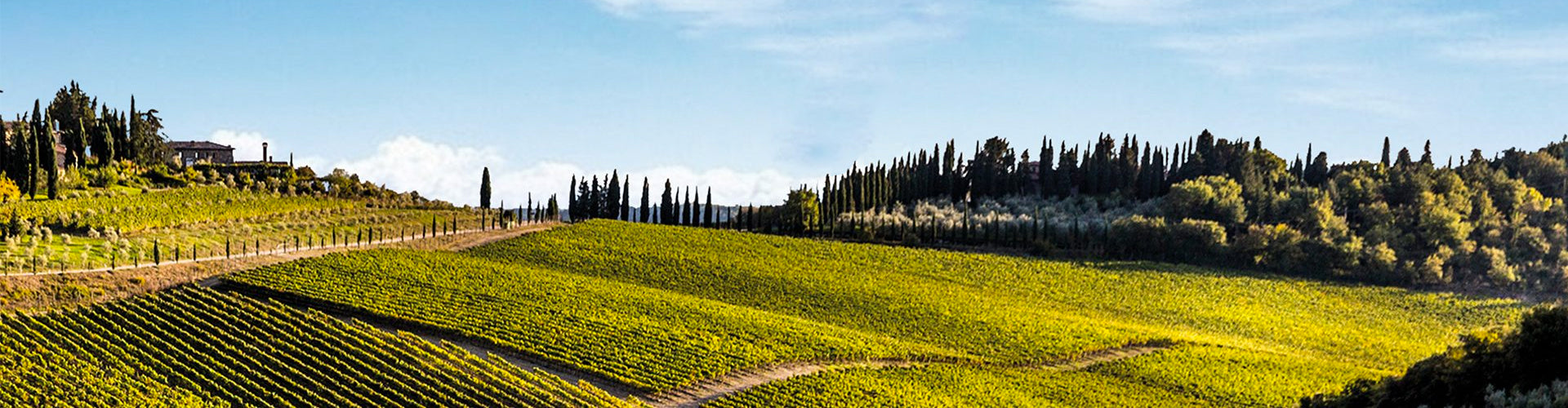 Vineyards of Tenuta Perano, Gaiole in Chianti