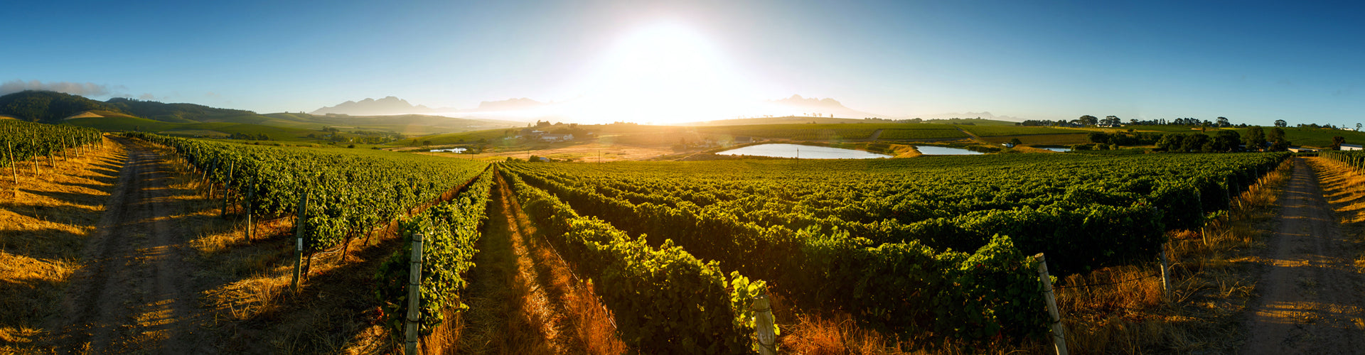 Mulderbosch Vineyards in Stellenbosch, South Africa