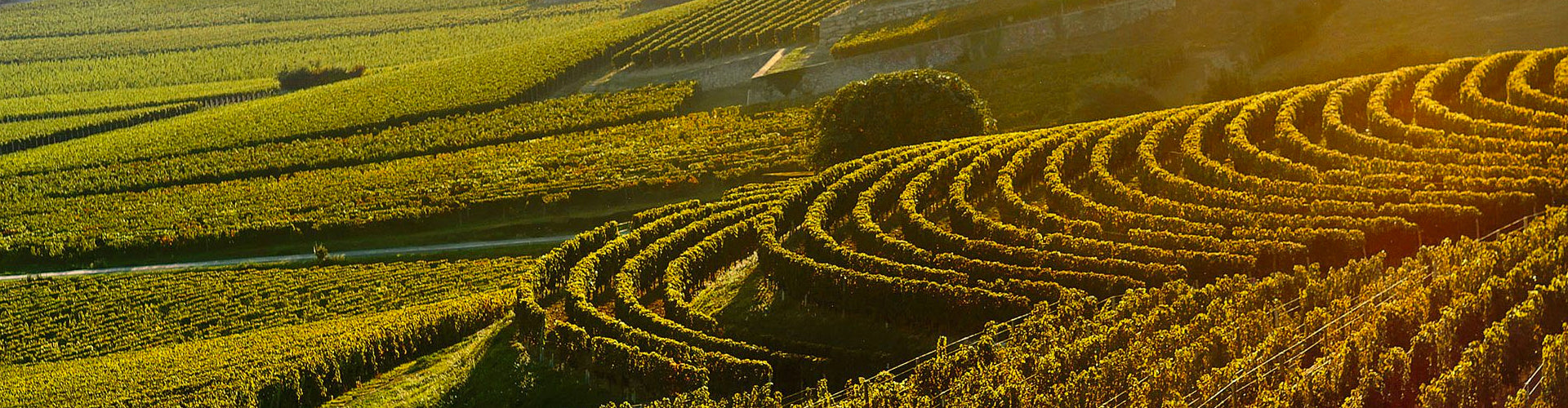 Vineyards in Bordeaux