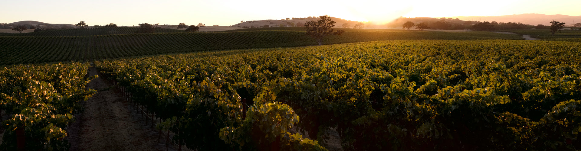 Vineyards of J. Lohr Montery Winery in California