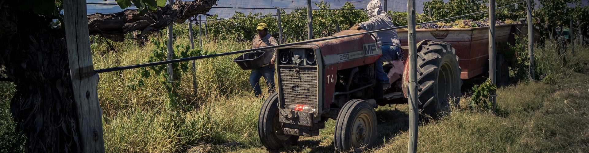 La Riojana Vineyard Growers in Argentina