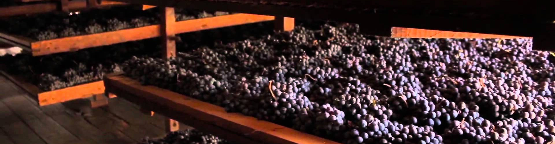 Corvina grapes drying in Bertani Cellar