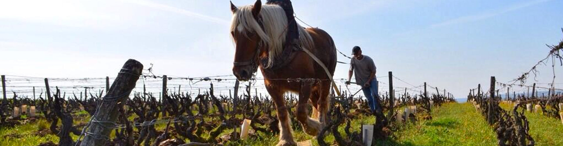 Horse ploughing Domaine Huet Vouvray Vineyards