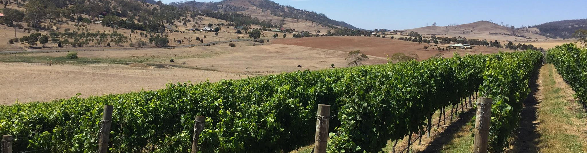 Stargazaer Vineyards in Tasmania