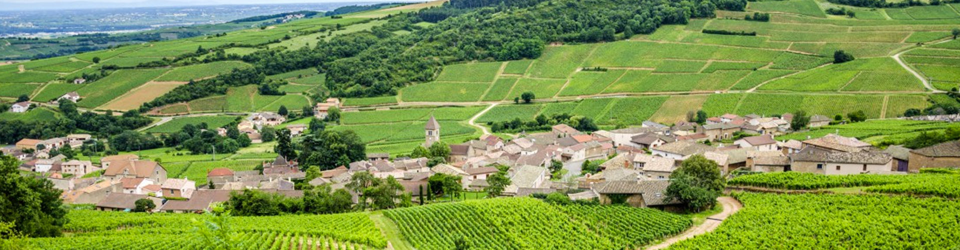 Vineyards in the Mâconnais Region of Burgundy