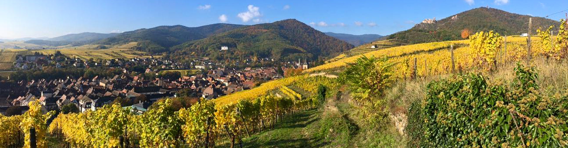 Trimbach Estate Vineyards Alsace