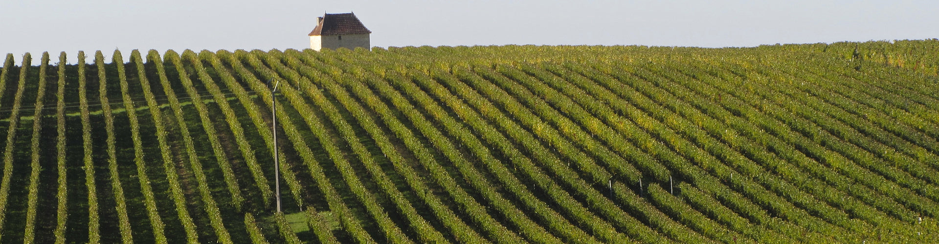 Vineyards in Entre Deux Mers, Bordeaux